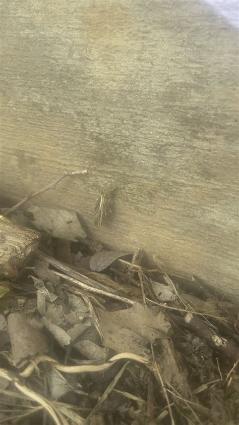 Camo Wizard : r/whatsthisbug
