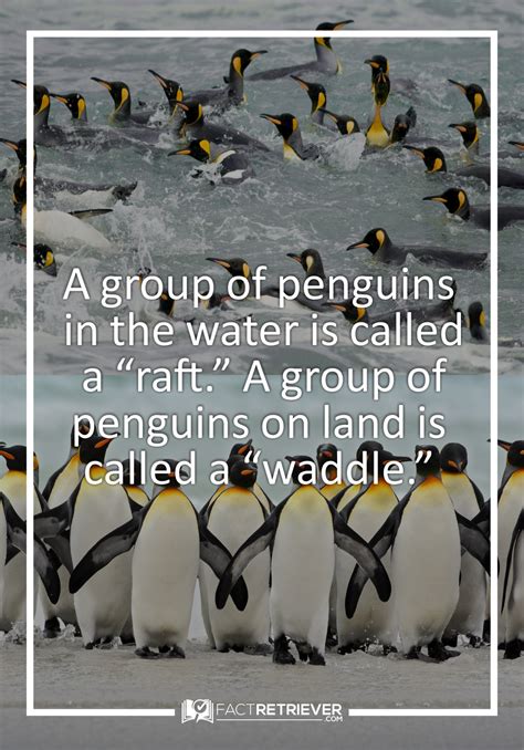 70 interesting facts about penguins – Artofit