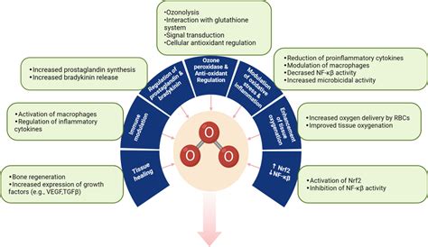 Physiological effects of ozone | Download Scientific Diagram
