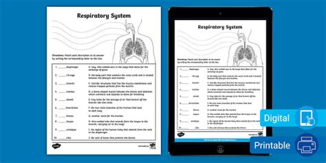 Respiratory System Worksheet | Resource | Twinkl USA
