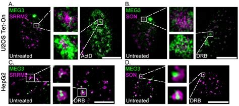 The Association of MEG3 lncRNA with Nuclear Speckles in Living Cells