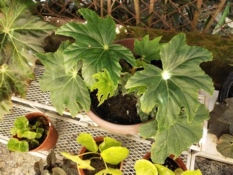 Animals and Plants from Mexico - Begonia heracleifolia ornamental toxic - depotopic.com
