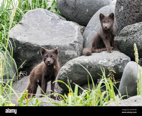 Arctic fox mother kit hi-res stock photography and images - Alamy