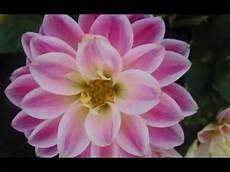 dei fiori sequenza di foto di fiori tutti rigorosamente al naturale dei fiori sequenza di foto di fiori tutti rigorosamente al naturale
