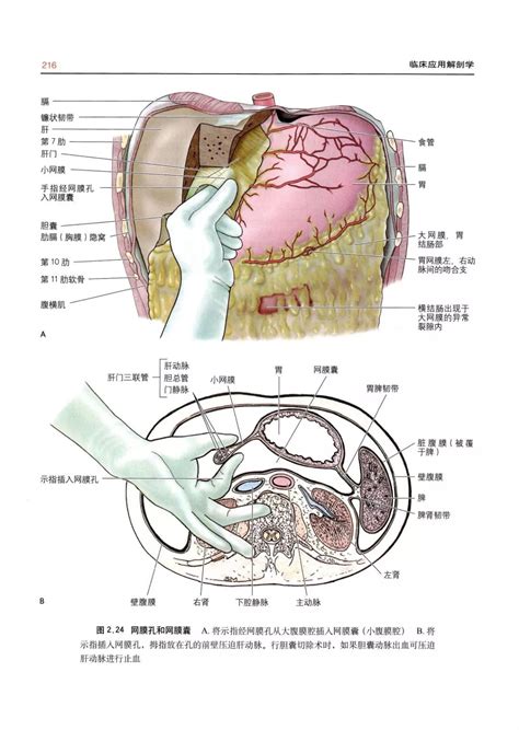 系统解剖学-医学电子书包