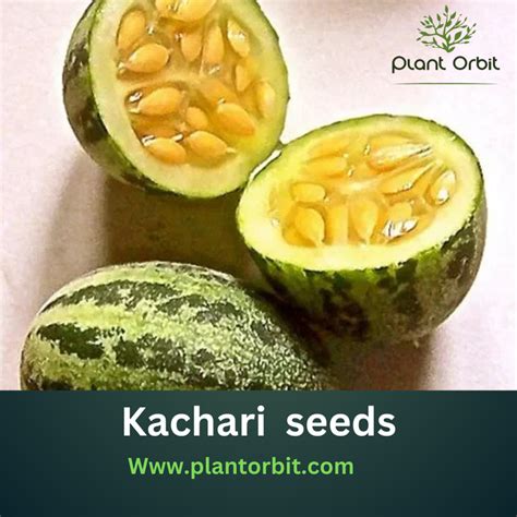 How to Grow Kachri Seeds: Easy Growing Tips – Plant Orbit