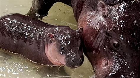 Poppy, the new baby pygmy hippo born at Richmond Zoo, wins naming poll!