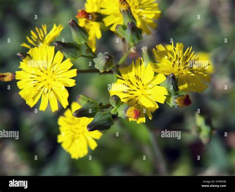 Oriental false hawksbeard (Youngia japonica Stock Photo - Alamy
