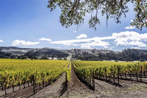10 Wineries in Santa Barbara: Best Vineyards in the Region