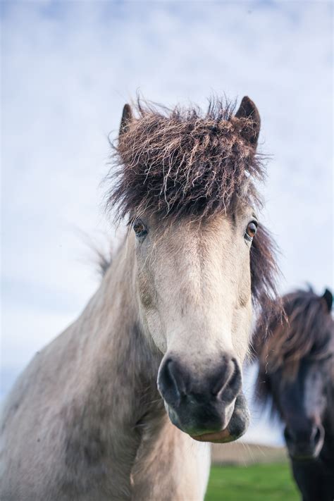 Icelandic Horses | Chic Lightroom Presets