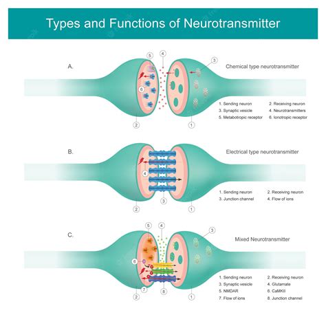 Tipos, Funciones Y Ejemplos De Neurotransmisores – WDYGD