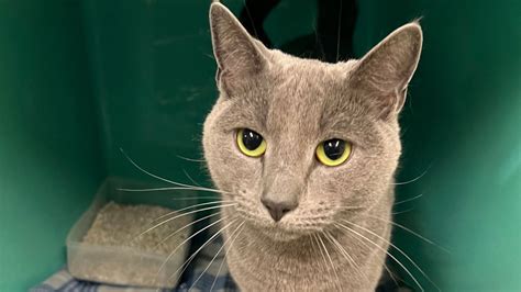 Berkshire Veterinary Hospital Patient Gallery | Vet Clinic In ...