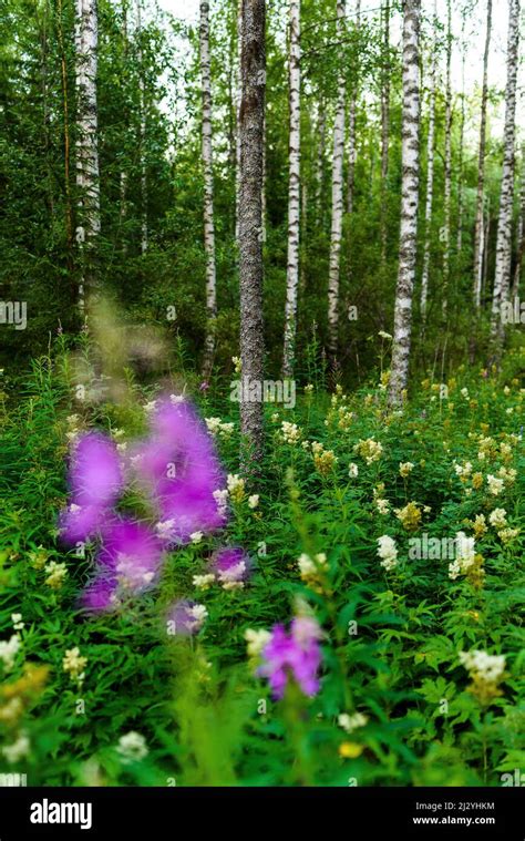 Image result for Advanced CMOS Image Process