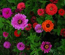 Image result for Daisy Flowers Screensavers