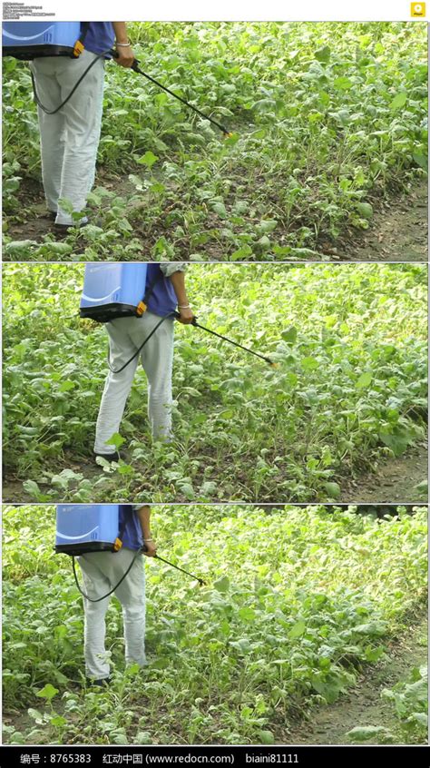 农民喷洒农药实拍视频素材下载_红动中国