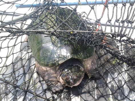 Image result for Snapping Turtle Cleaning