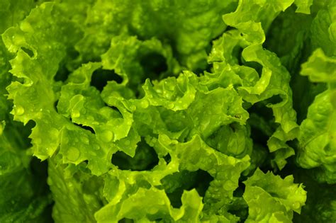 Leaves of green lettuce wallpapers and images - wallpapers, pictures ...