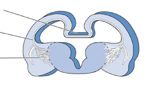 Image result for Forebrain Evolution