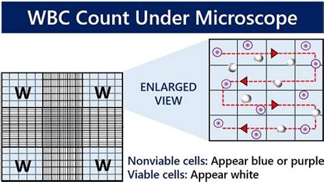 Image result for WBC Count Microscope