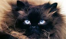 himalayan cats himalayan cat breed information himalayan cats himalayan cat breed information