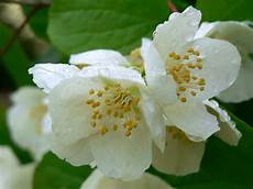 fiori d arancio pianta sweet mock orange dogwood philadelphus coronarius fiori d arancio pianta sweet mock orange dogwood philadelphus coronarius