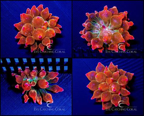 Aquacultured Anemones | Wholesale Coral | Eye Catching Coral