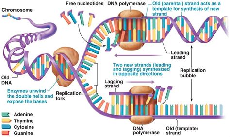 DNA Replication And Central Dogma | Science Vision