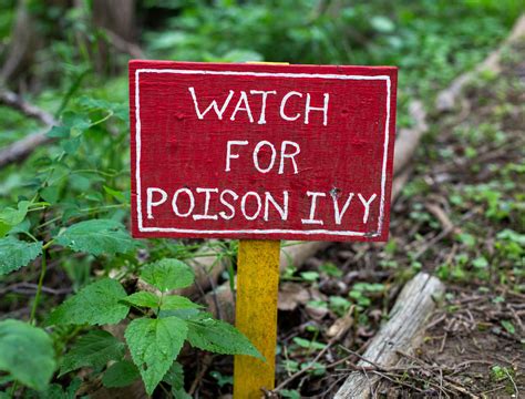 Growing Wisely: Protect Your Garden from Invasive Plants