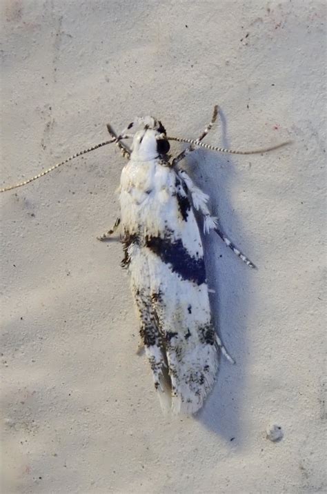 37 Common Black and White Moths (Pictures And Identification)