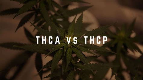 THCA vs. THCP: Which Cannabinoid Is Right for You?