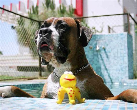 Dog Boarding in Gurgaon, Delhi NCR - Best Dog Boarding | Kennelone.in