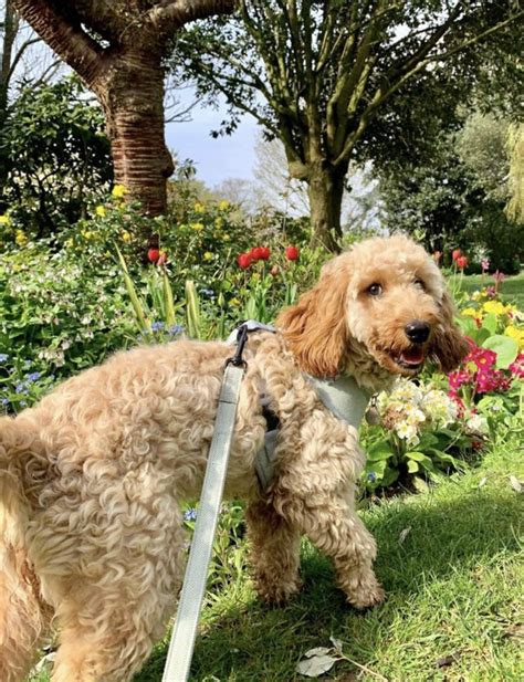 Image result for F1B Cockapoo