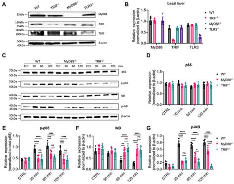 MyD88 Contributes to TLR3-Mediated NF-κB Activation and Cytokine ...
