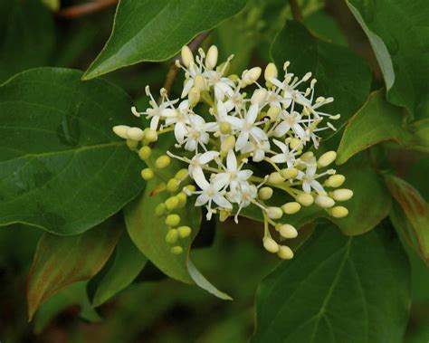 12 Types of Dogwood Trees and Shrubs