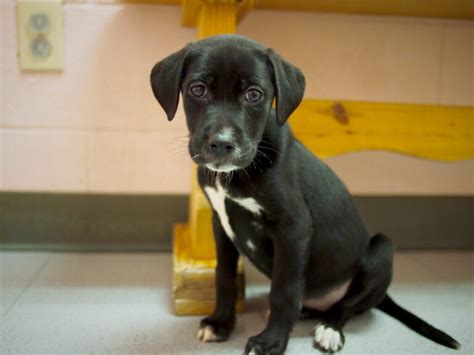 Boxer and Lab Mix 的图像结果