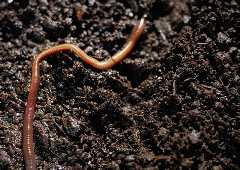Earthworms Behavior - AnimalBehaviorCorner