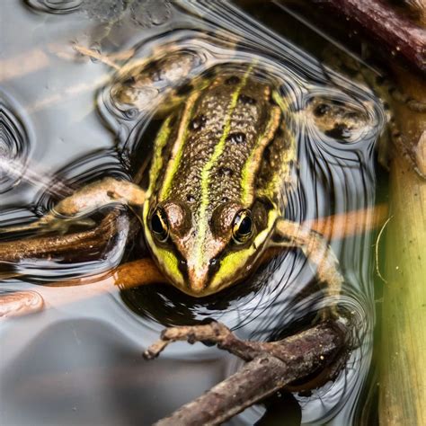 What Do Frogs Symbolize In The Bible? - Bible Wings
