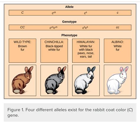 Thinking critically\r\n1. list all possible genotypes for a \r\na. dark ...