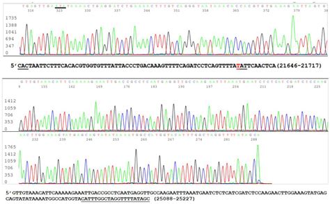 A Routine Sanger Sequencing Target Specific Mutation Assay for SARS-CoV ...