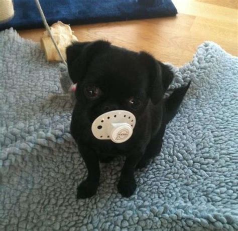 19 Dogs Who Aren't Ready To Give Up Their Pacifiers - The Dodo
