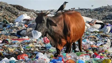 International Plastic Bag Free Day 2023: Experts say awareness ...