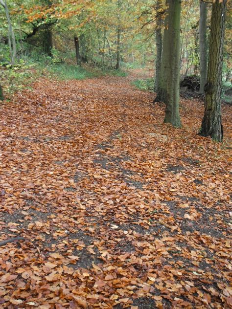 Beech Tree Propagation Methods 的图像结果