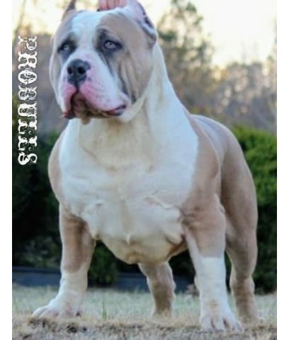 Romper Stomper 2018 的图像结果