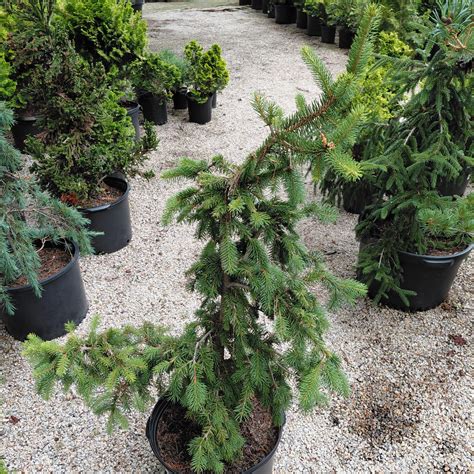 Picea abies 'Pendula' - Kiefer Nursery: Trees, Shrubs, Perennials