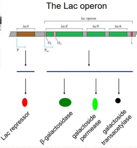 Image result for ATH Operon Positive Control and Negative Control Diagram