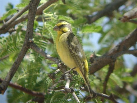 🔥 Free Download Wallpaper The Yellow Sparknotes by @knichols | WallpaperSafari