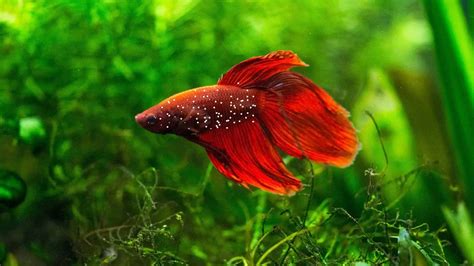 How Can I Help My Betta Fish at Kristian Hamm blog