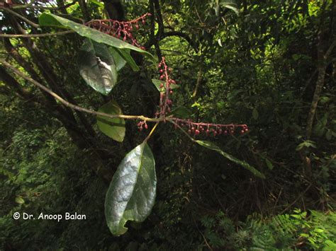 Elaeocarpus serratus L. | Plants of the World Online | Kew Science