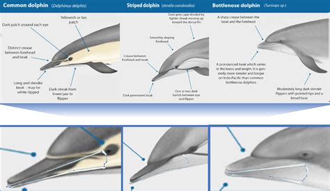 Image result for Zebra Optimization Algorithm