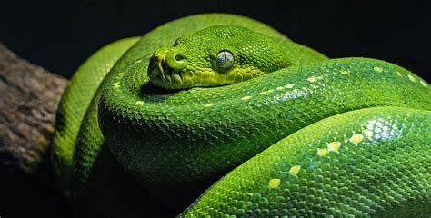 Snake facts | Amphibians & Reptiles | BBC Earth